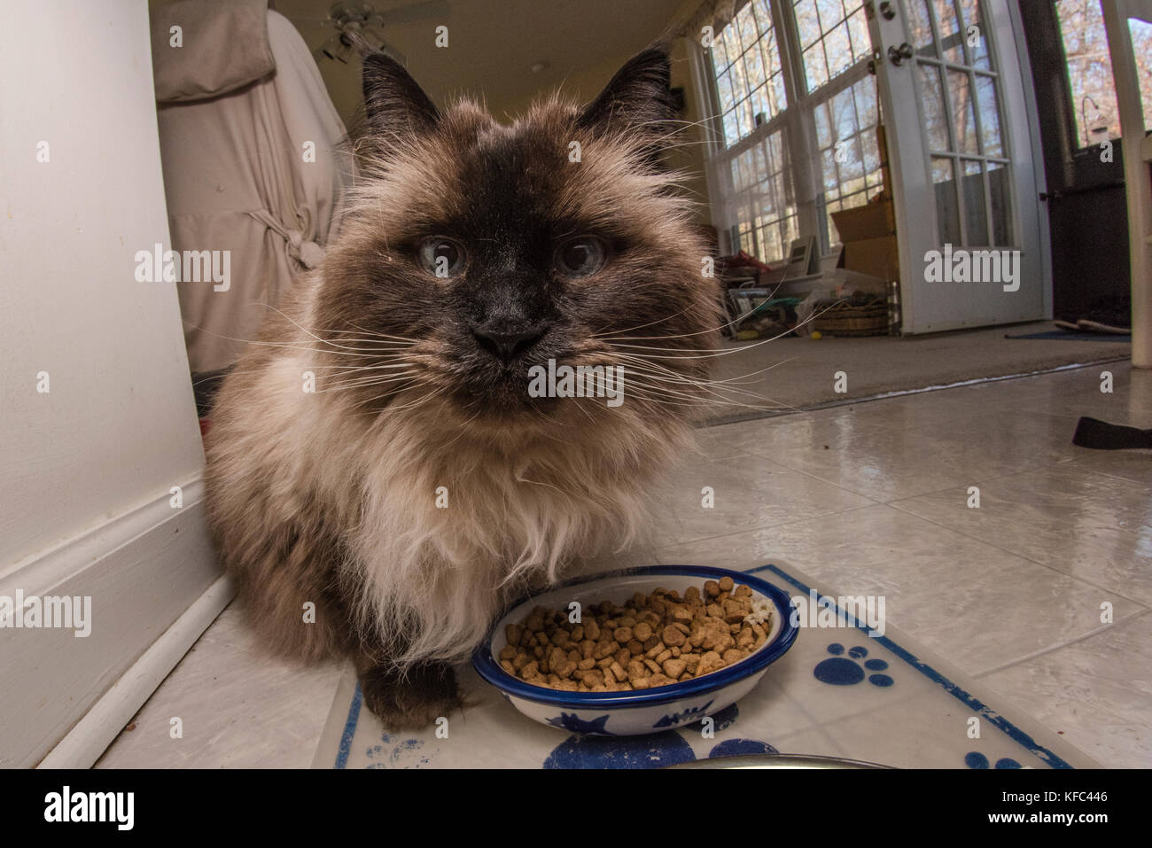Un chat siamois Himalaya debout au-dessus de son bol plein de nourriture pour chat. Banque D'Images