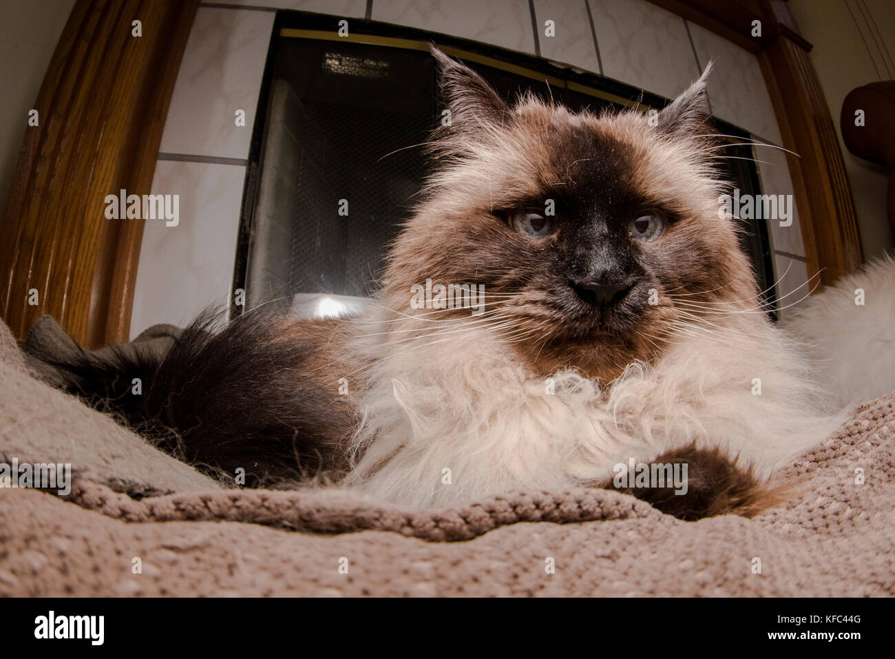 Un beau chat siamois de l'Himalaya dans le salon. Banque D'Images