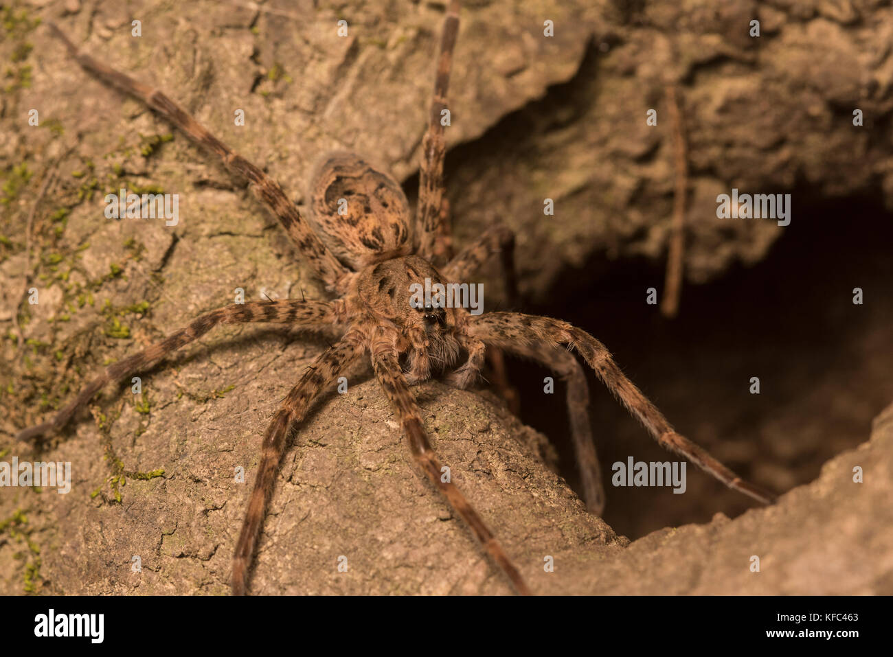 Une grande araignée d'une forêt près de Greenville, NC. Probablement une Dolomedes sp. Banque D'Images