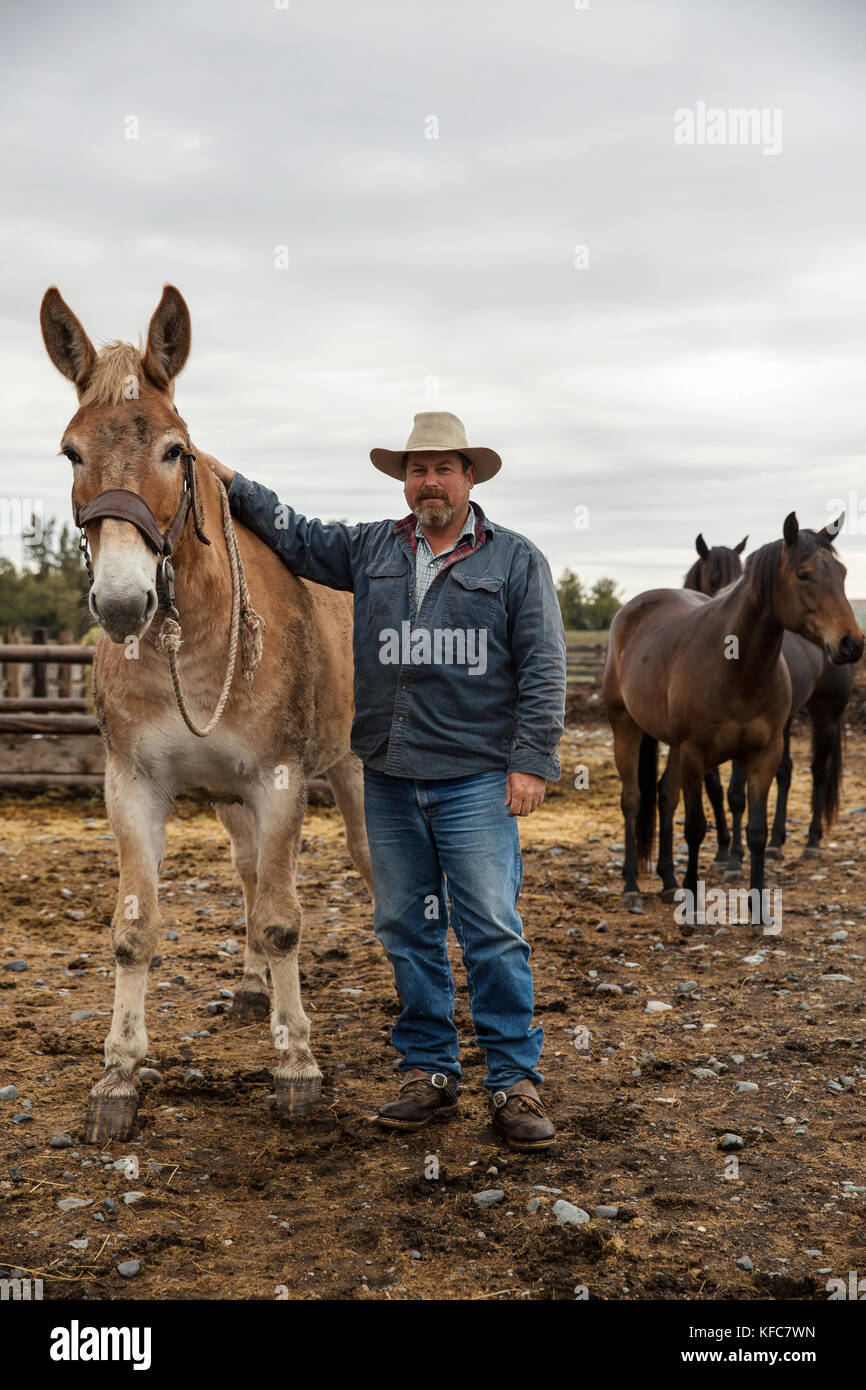 Usa (Oregon), enterprise, cowboy et d'éleveurs de Todd nash rassemble son mulet à la snyder ranch pour un transport de bétail dans le nord-est de l'oregon Banque D'Images