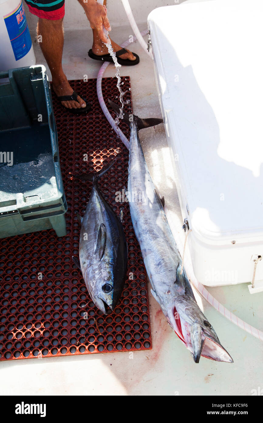 Les Bermudes. Paroisse de Hamilton. Un pêcheur local avec des captures de thon rouge et noir le thazard. Il est le nettoyage et la vente de poissons à Marcus' Restaurant Banque D'Images