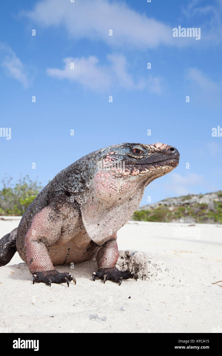 EXUMA, Bahamas. Des iguanes sur Guana Cay. Banque D'Images