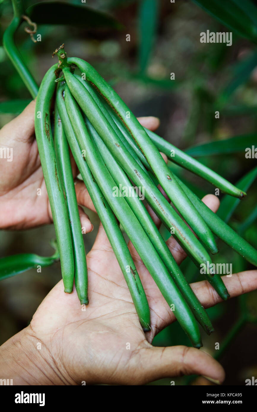 Polynésie Française, Île de Tahaa. À la vanille vanille Famille Hansen ferme. Banque D'Images