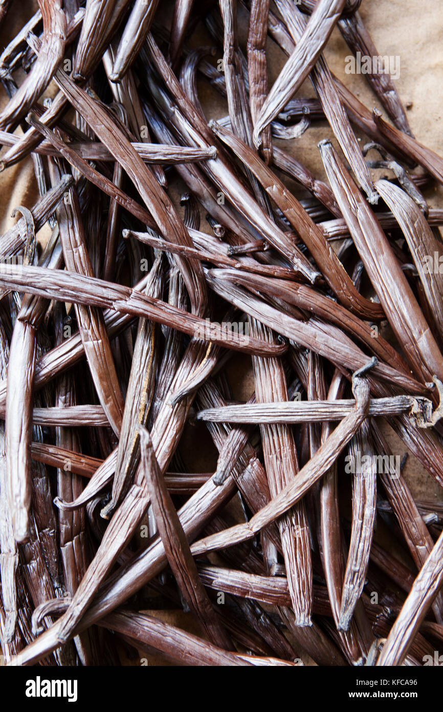 Polynésie Française, Île de Tahaa. À la vanille vanille Famille Hansen ferme. Banque D'Images