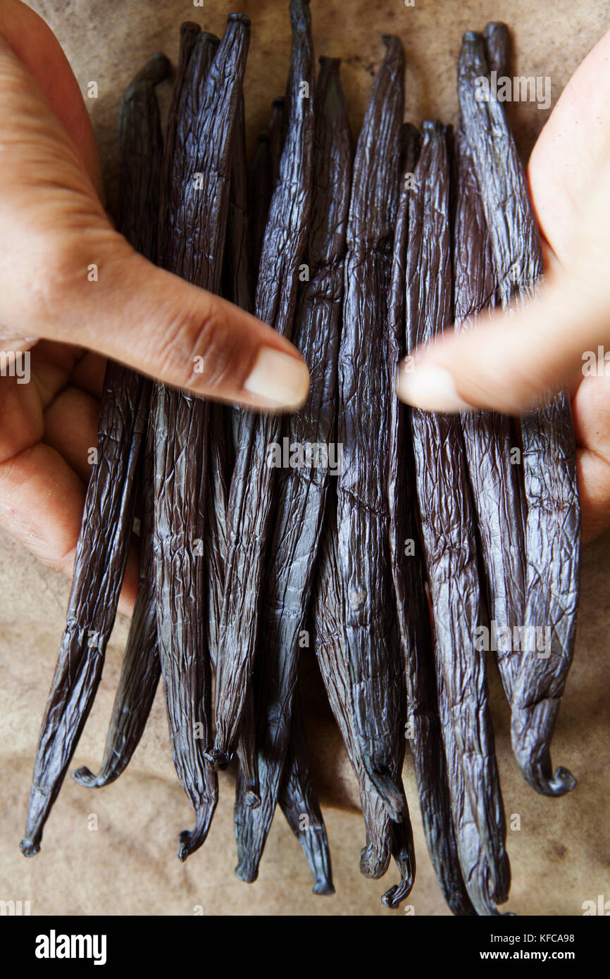 Polynésie Française, Île de Tahaa. À la vanille vanille Famille Hansen ferme. Banque D'Images