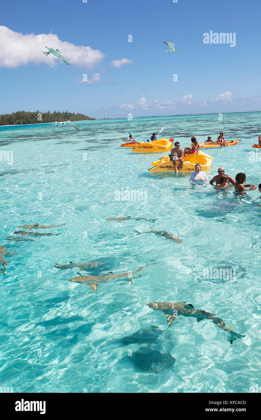 Moorea, Polynésie française. Groupe de touristes nager avec les requins. Banque D'Images