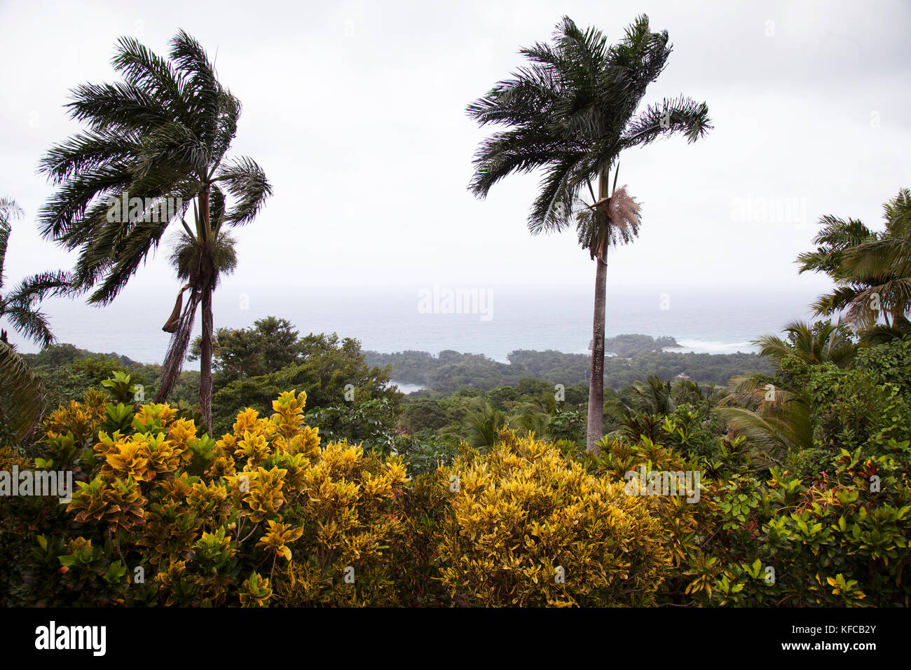 La JAMAÏQUE, Port Antonio. Une vue de la côte depuis l'hôtel Geejam. Banque D'Images