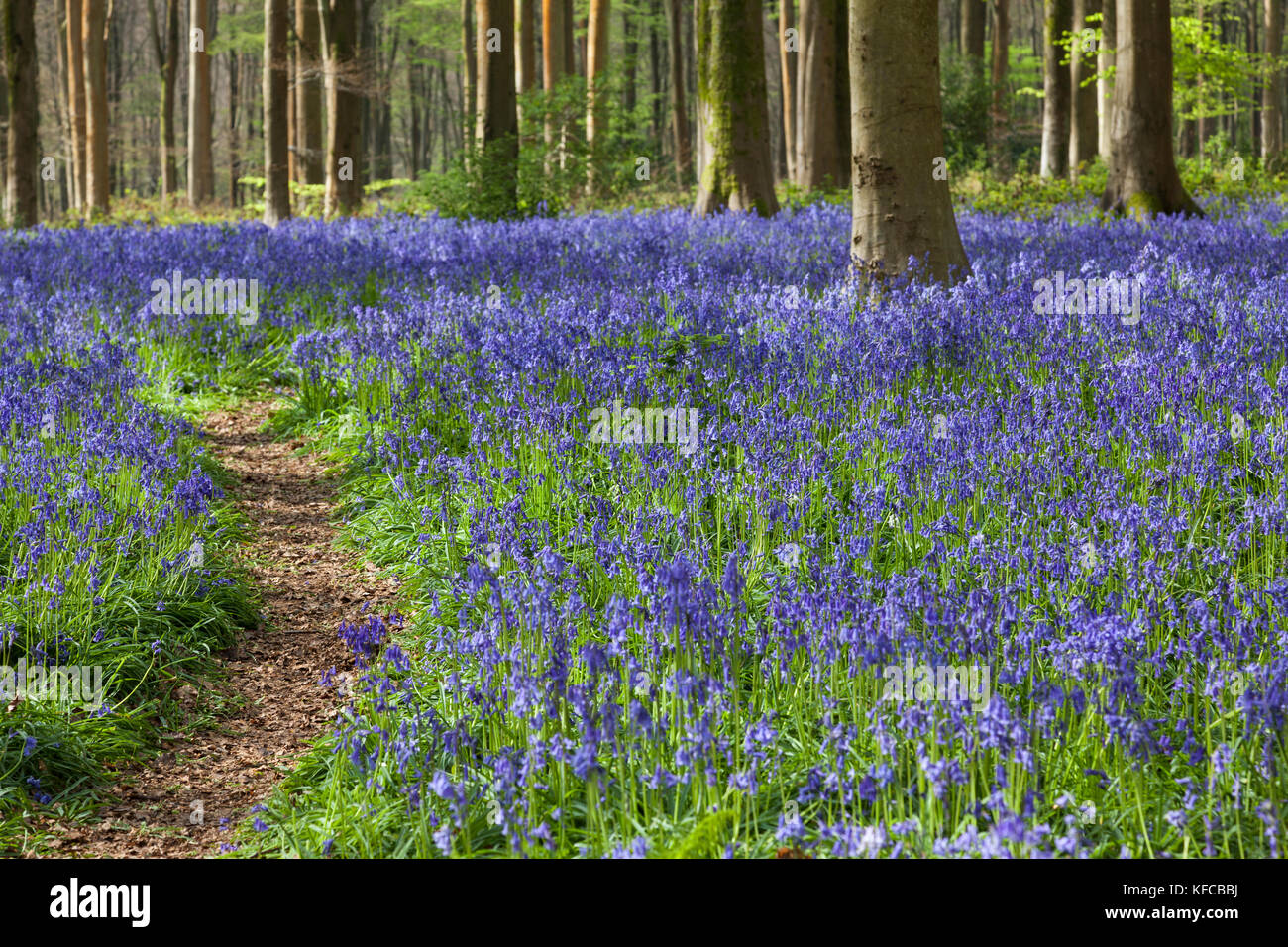 Chemin à travers les cloches (jacinthoides non-scripta) floraison au printemps à West Woods, Lockeridge, Wiltshire, Angleterre, Royaume-Uni Banque D'Images