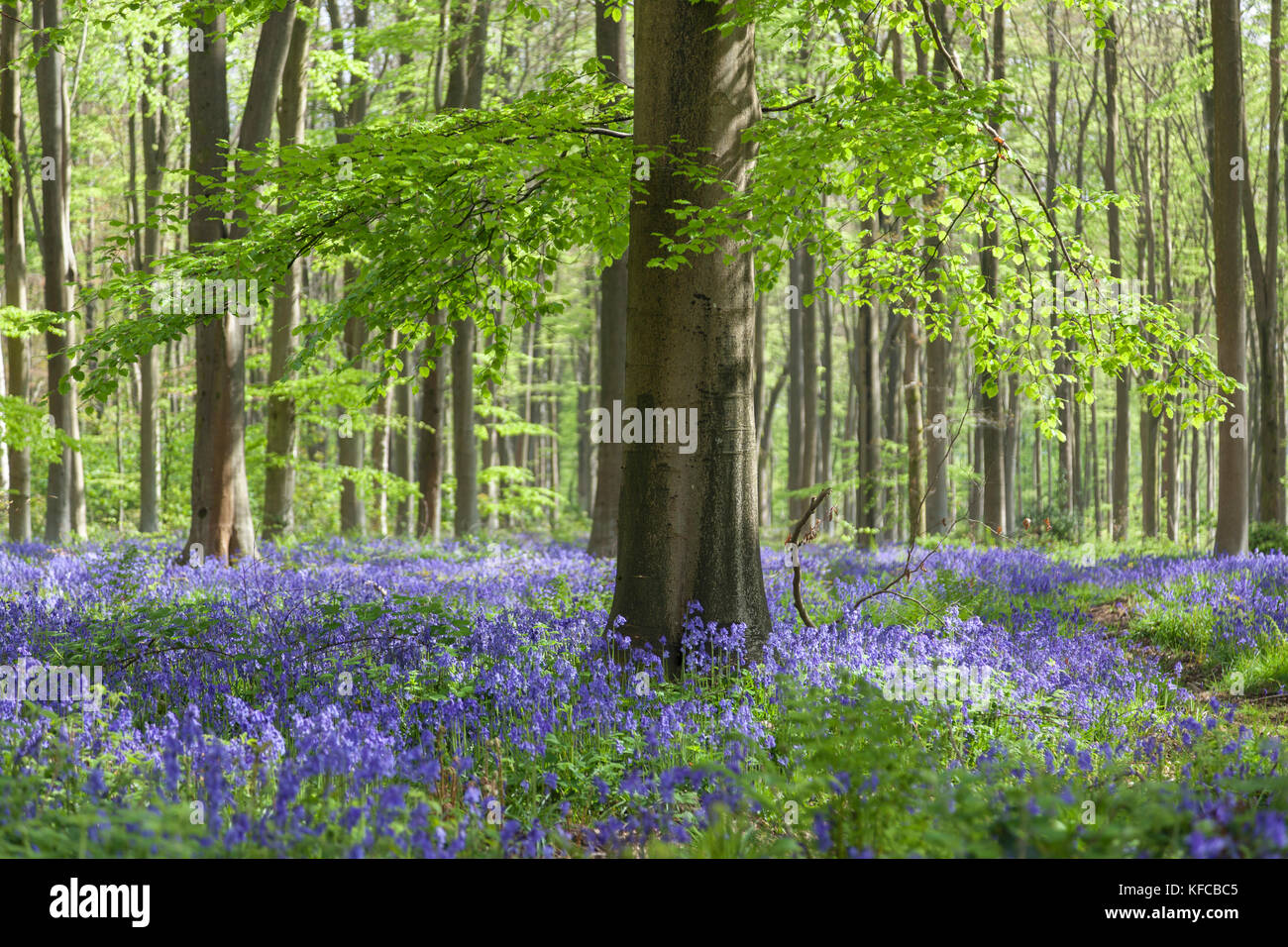 Spring Bluebells - la fleur de jacinthoides non scripta dans West Woods bluebell Wood, Lockeridge, Wiltshire, Angleterre, Royaume-Uni Banque D'Images
