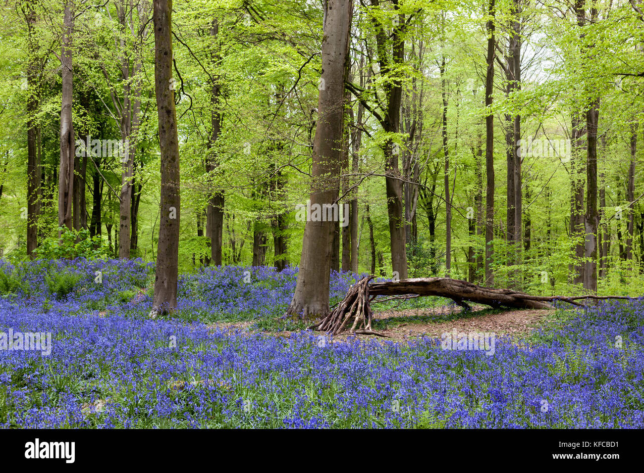 Bleuets (jacinthoides non-scripta) fleurissent au printemps dans West Woods bluebell Wood, Lockeridge, Wiltshire, Angleterre, Royaume-Uni Banque D'Images