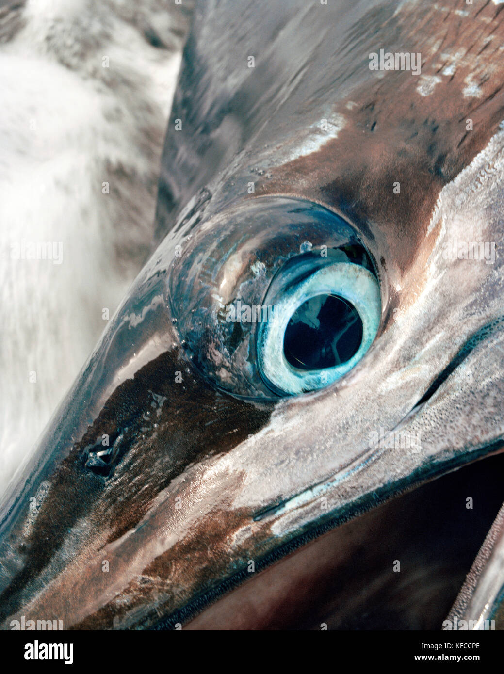 Fidji, îles du nord lau, l'œil bleu vif d'un grand noir marlin Banque D'Images