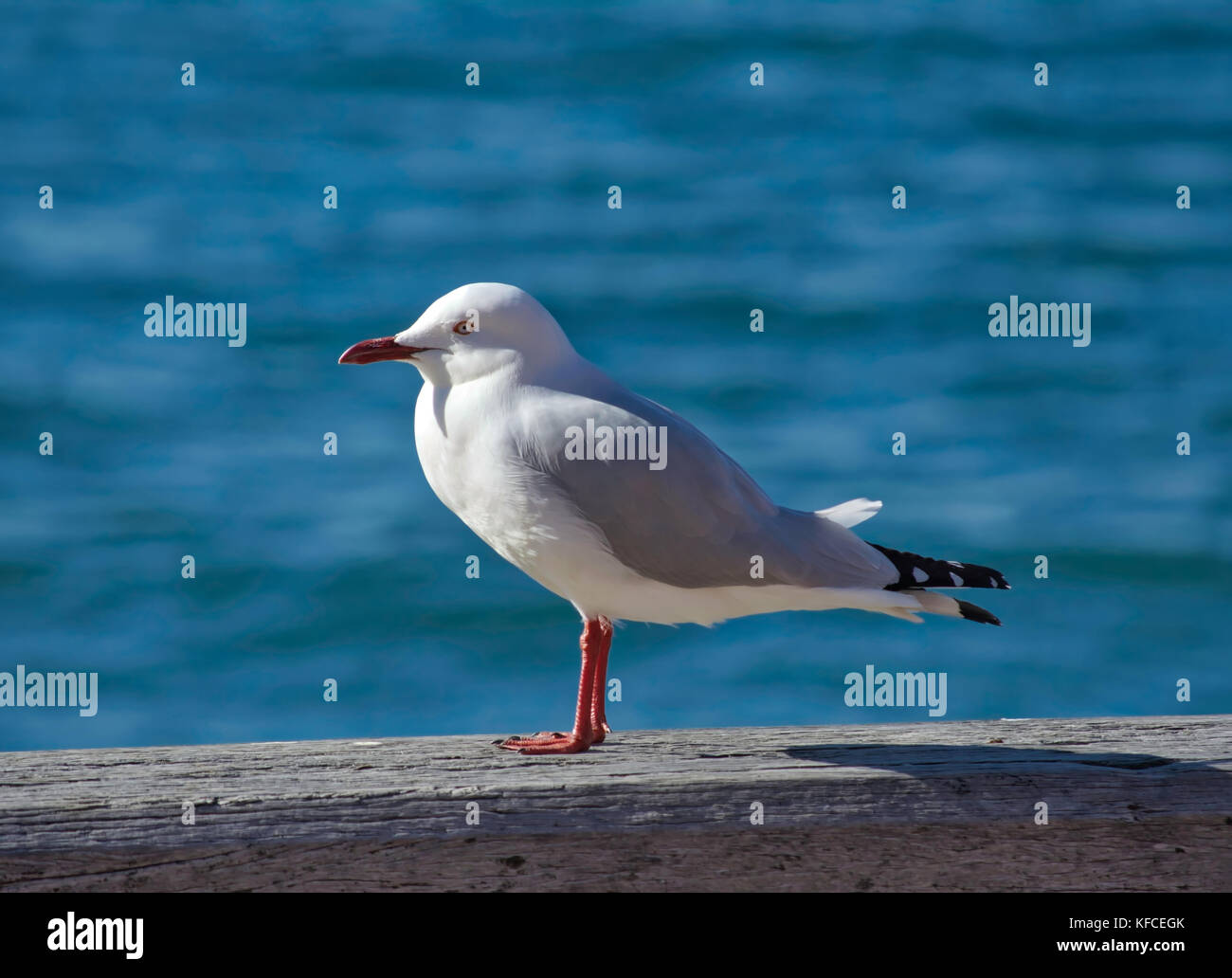 Un goéland argenté sur la jetée du port de Sydney, Sydney, Australie. Banque D'Images