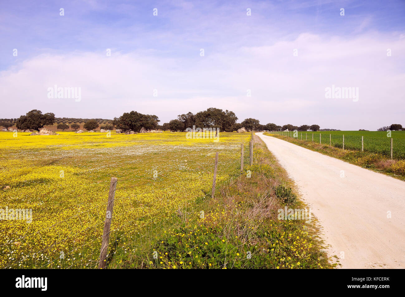 Les vastes plaines de l'Alentejo avec chênes-liège. Le Portugal est le pays le plus gros producteur de liège Banque D'Images