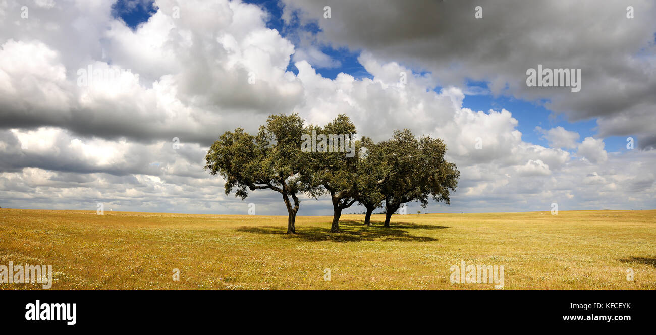 Les vastes plaines de l'Alentejo avec chênes-liège. Le Portugal est le pays le plus gros producteur de liège Banque D'Images