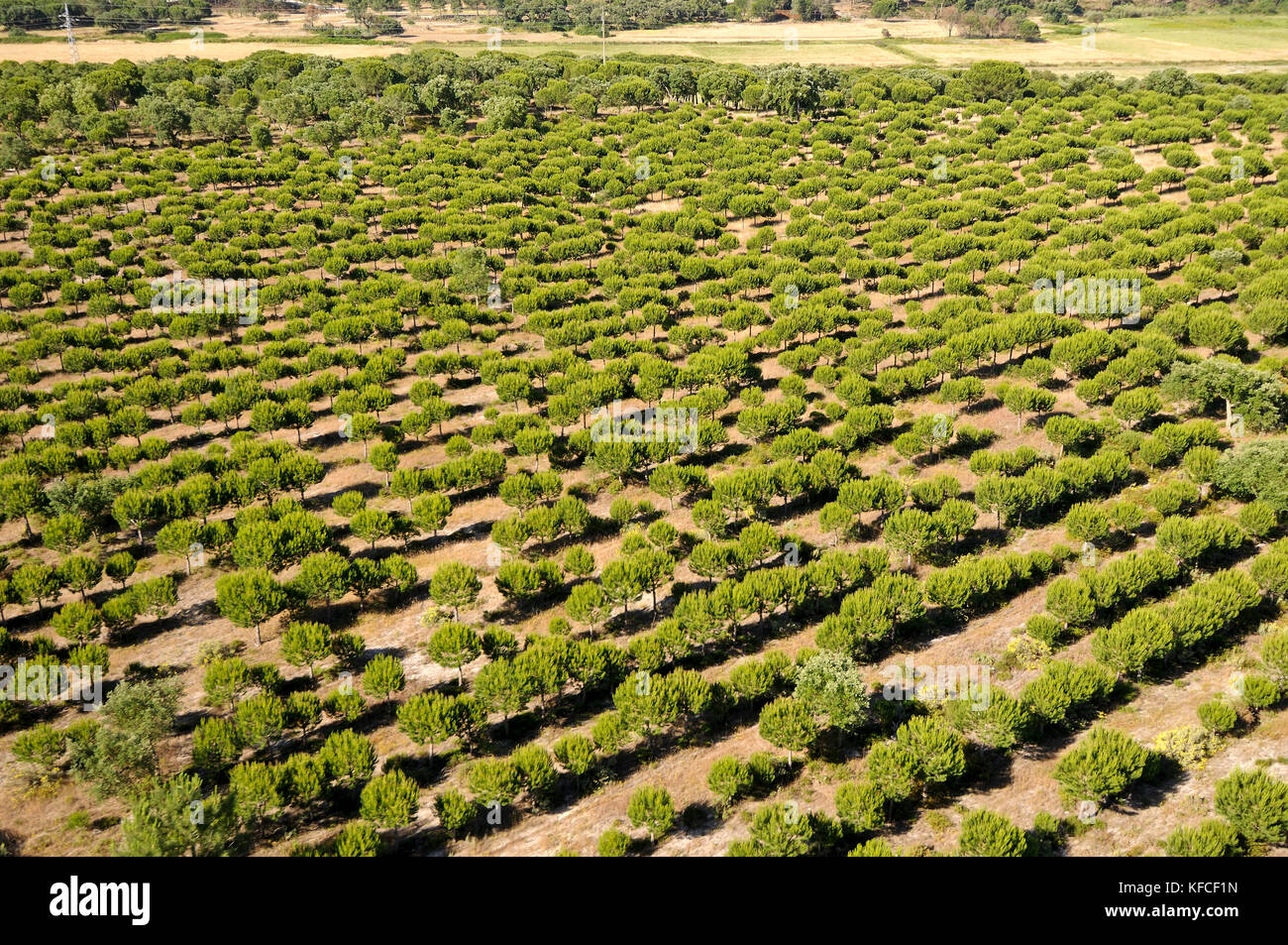 Pins à Alcácer do Sal. Alentejo, Portugal Banque D'Images