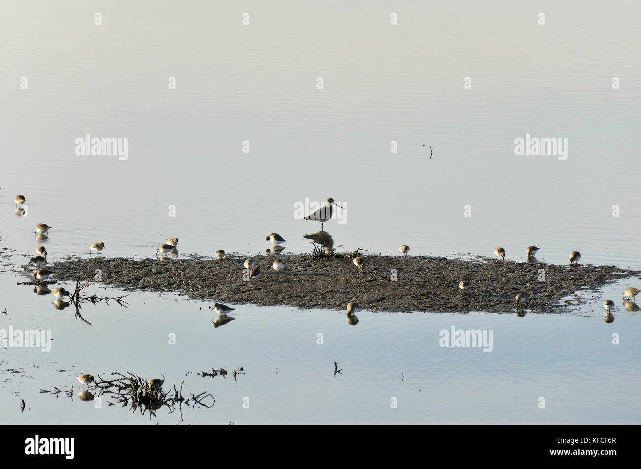 Godoub à queue noire (Limosa limosa). Zambujal, rivière Sado, Portugal Banque D'Images
