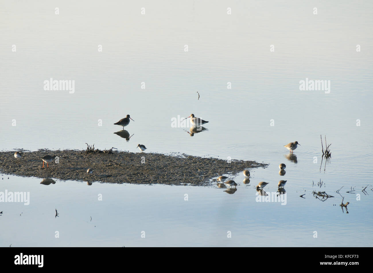 Godoub à queue noire (Limosa limosa). Zambujal, rivière Sado, Portugal Banque D'Images
