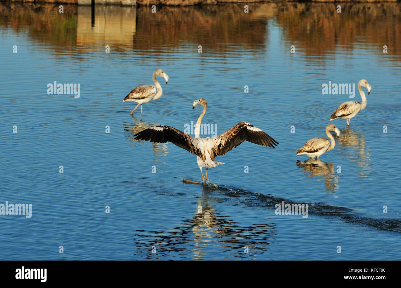 Flamants roses (Phoenicopterus roseus) dans les bassins de sel de la rivière Sado. Palmela, Portugal Banque D'Images