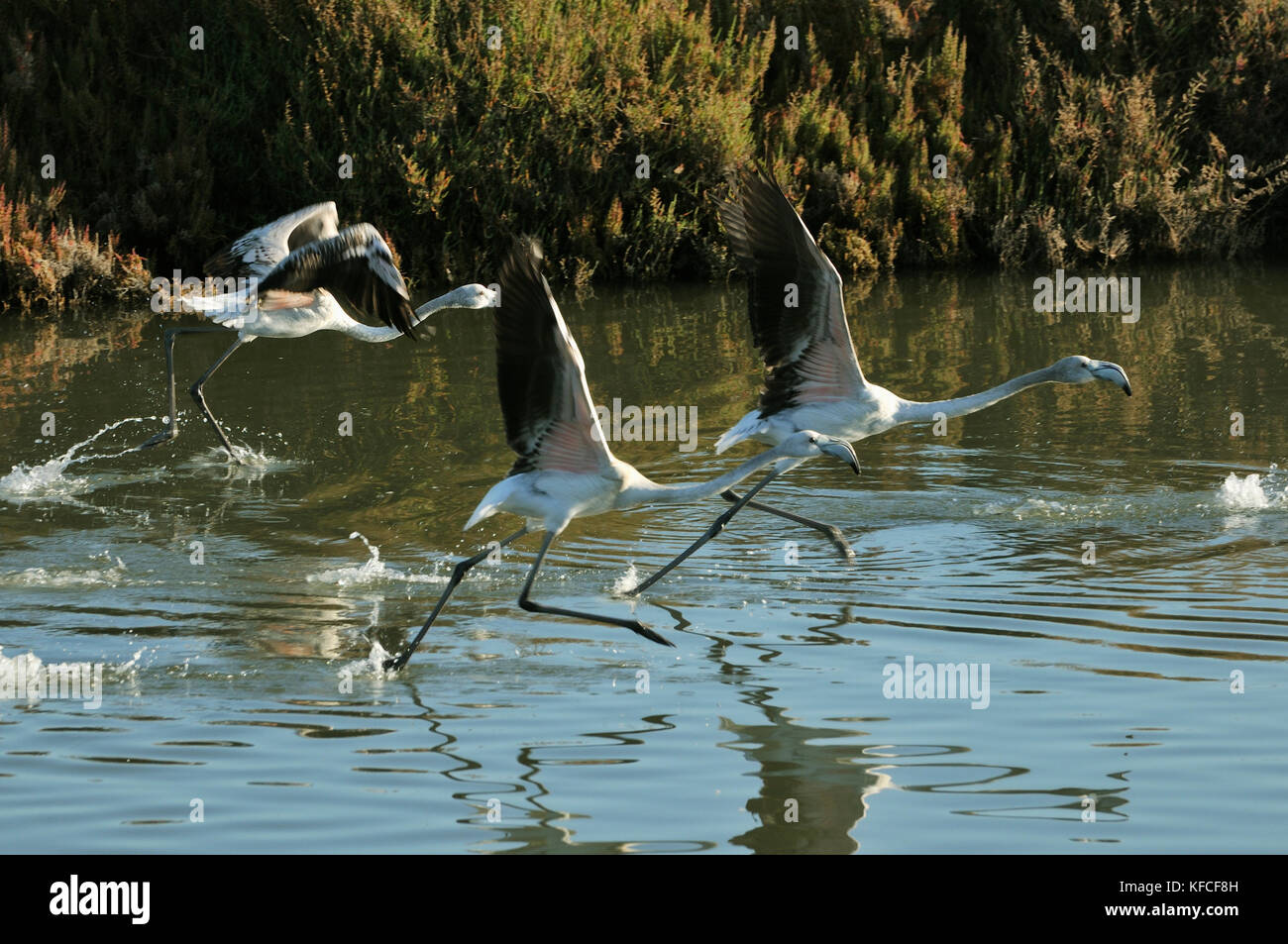 Flamants roses (Phoenicopterus roseus) dans les bassins de sel de la rivière Sado. Palmela, Portugal Banque D'Images