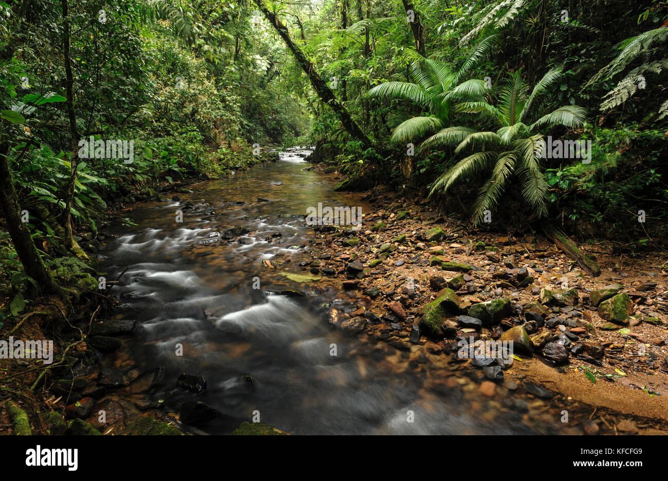 Un mountain creek dans la forêt tropicale atlantique du Brésil se Banque D'Images