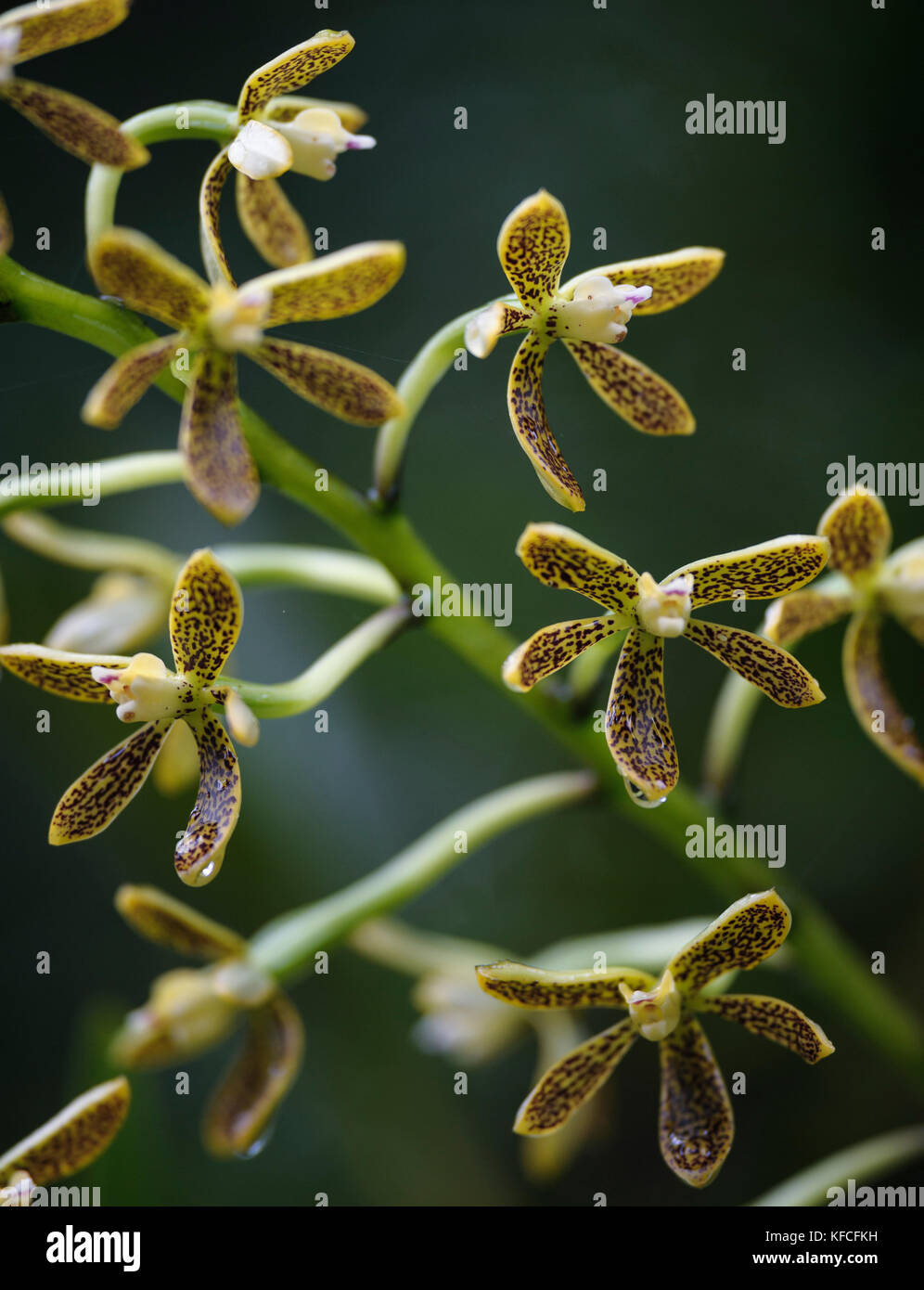 Orchid (encyclia vespa) de la forêt tropicale atlantique du Brésil se Banque D'Images