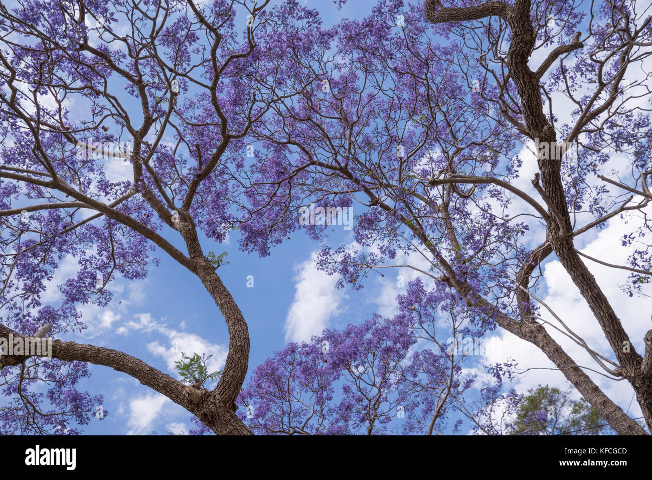 Jusqu'à ce que les fleurs à travers d'un Jacaranda tree dans le ciel Banque D'Images