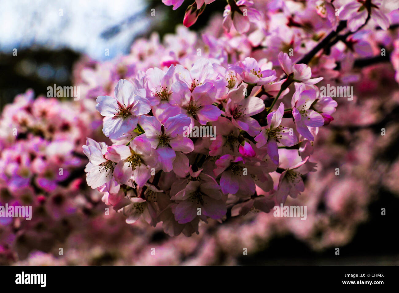 Les Fleurs De Cerisier Japonais A Hiroshima Au Japon Au Cours De La Saison De Sakura Photo Stock Alamy Les Fleurs De Cerisier Japonais A Hiroshima Au Japon Au Cours De La Saison De Sakura Photo Stock Alamy