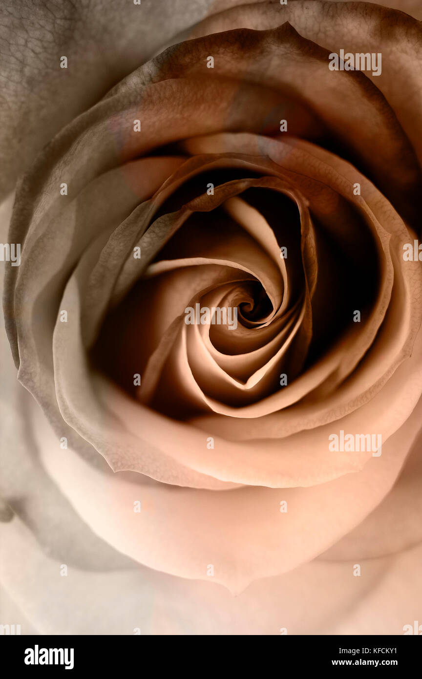 Rose close up de pétales et effet sépia Banque D'Images