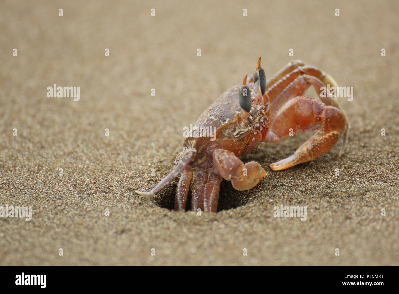 Le crabe fantôme (Ocypode sp.) close up, de se cacher dans son trou dans le sable. Ballena Parc National, le Costa Rica. Banque D'Images