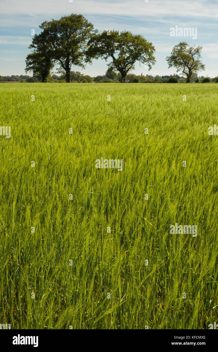 Le Suffolk. Angleterre, Royaume-Uni. Une nouvelle culture de printemps est vert clair poussant dans un champ avec un groupe de trois grands arbres à l'horizon. L'horizon est très élevée dans l'image avec le vert luxuriant de remplissage récolte le premier plan et de juste milieu. Photographié avec un appareil photo Ricoh GRII. Banque D'Images