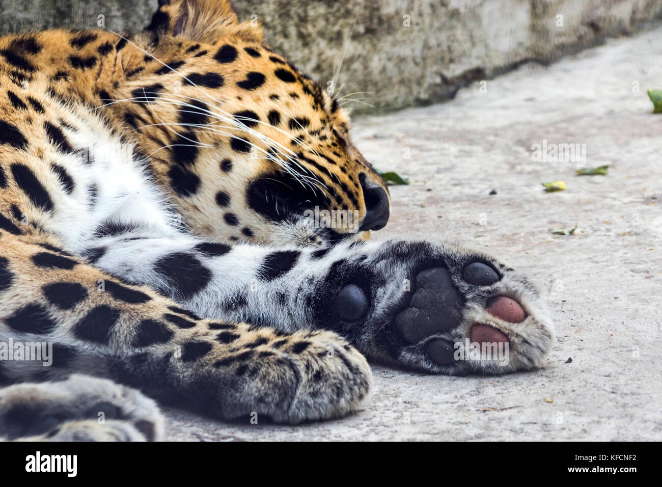 https://c8.alamy.com/compfr/kfcnf2/surveillance-des-animaux-endormis-panthere-errait-dans-la-ville-nord-est-de-la-chine-de-lete-2017-kfcnf2.jpg