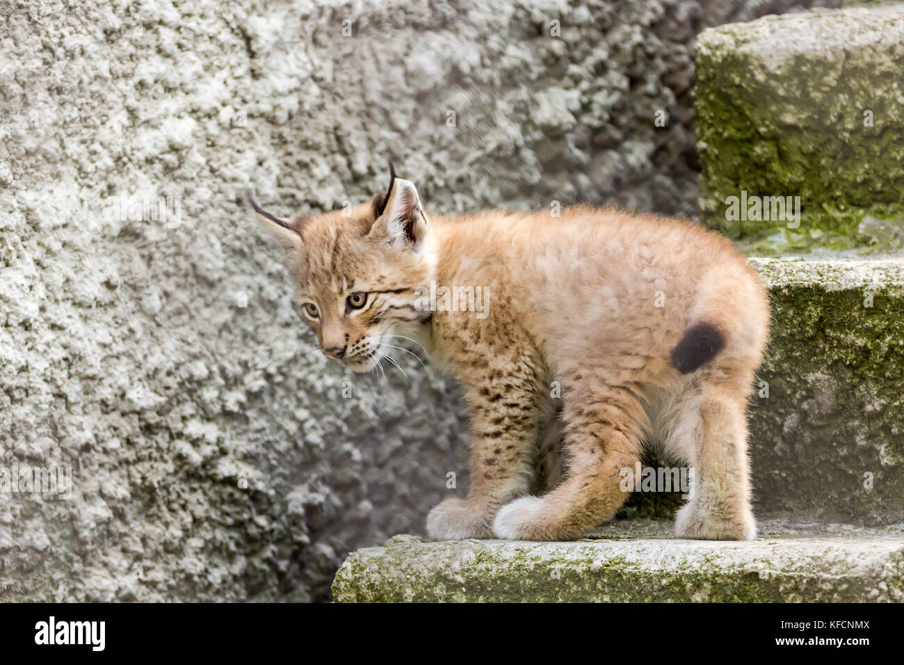 Bébé lynx du nord, se joue sur les étapes, un bâtiment abandonné en Sibérie Banque D'Images