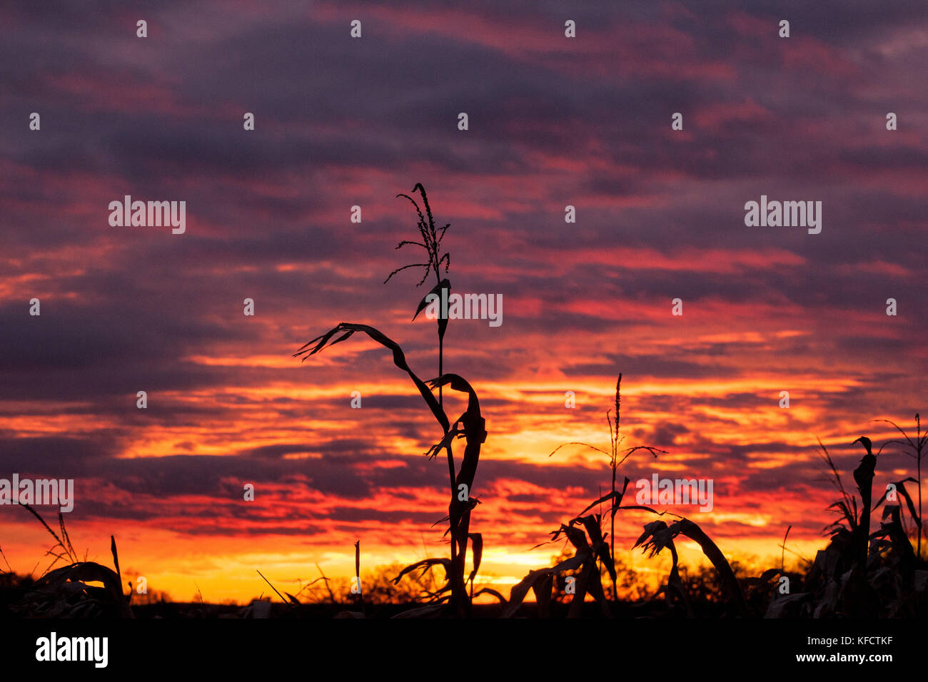 Quelques rares, avec des tiges de maïs glands en silhouette contre un brillant violet, orange, jaune et le Wisconsin coucher du soleil en octobre. Banque D'Images