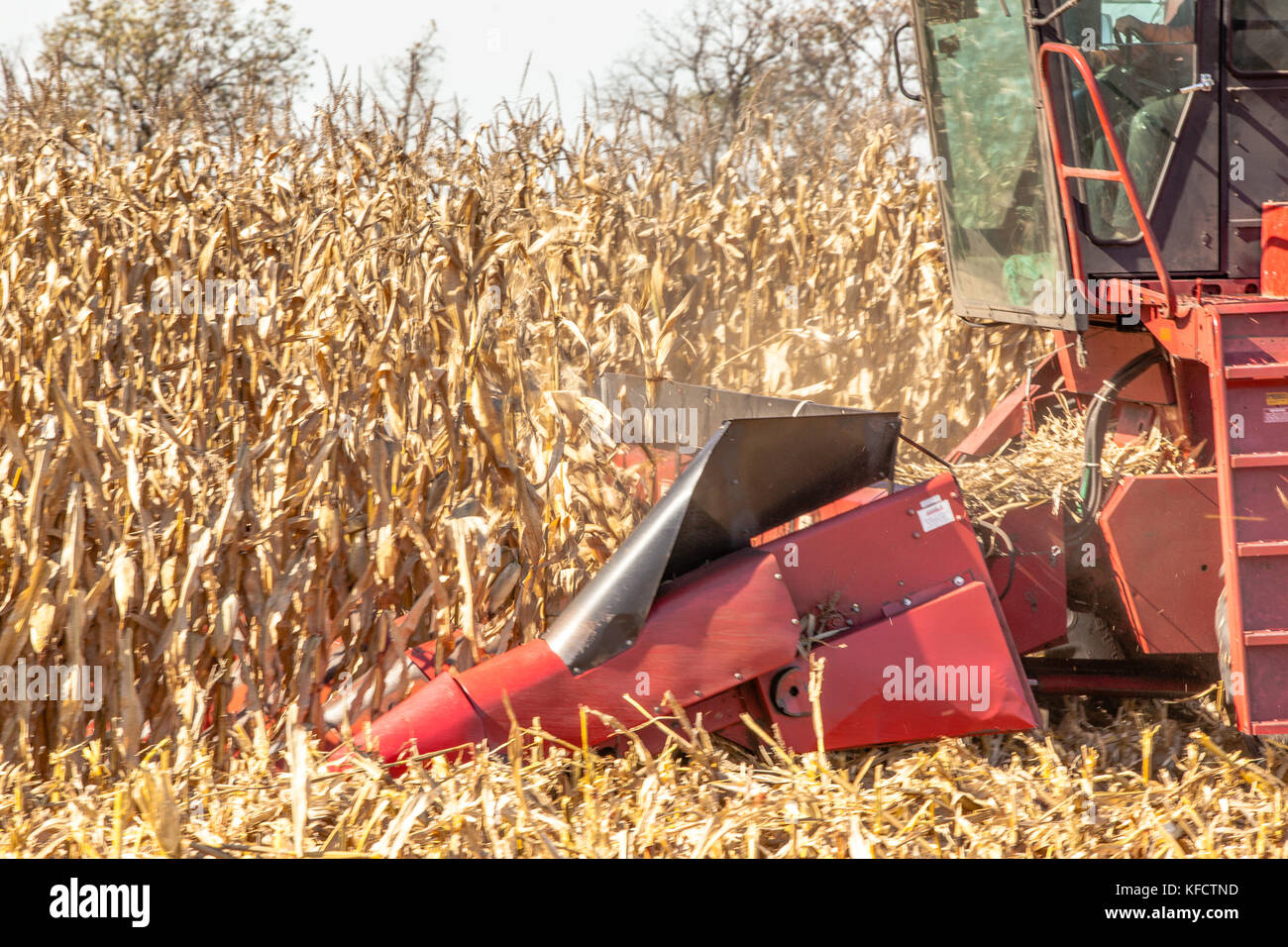 Un gros plan d'une tête de la moissonneuse-batteuse Case IH se déplaçant le long d'un champ de maïs de la récolte de grain. Banque D'Images