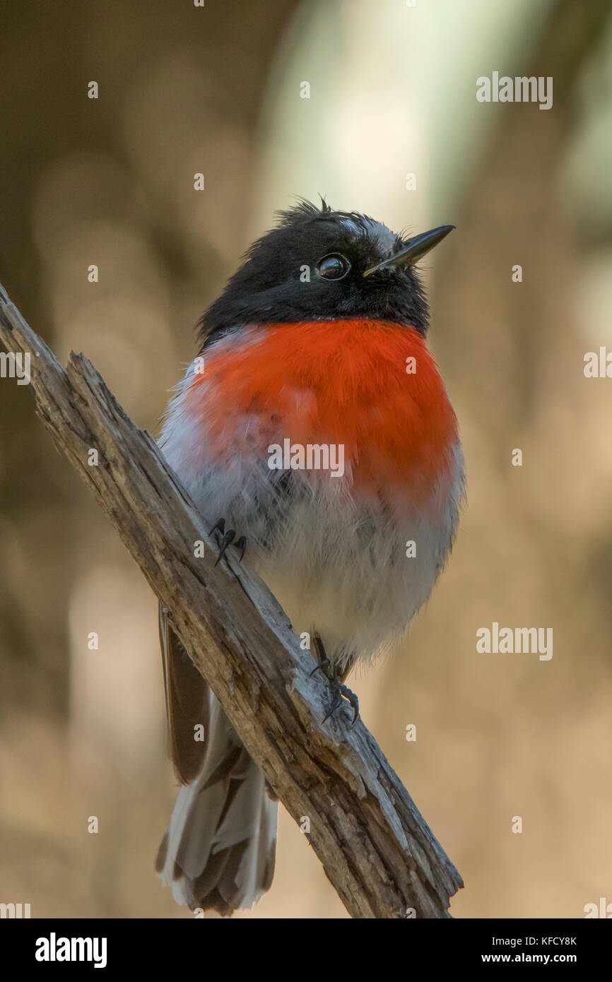 Miro écarlate petroica boodang, près de wallan, Victoria, Australie Banque D'Images