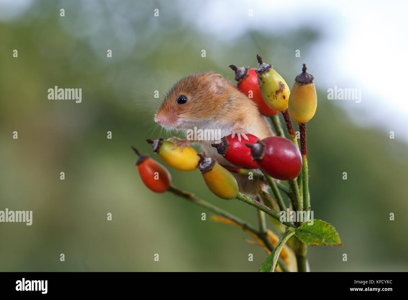 Souris d'eurasie sur une usine de Wild rose Banque D'Images