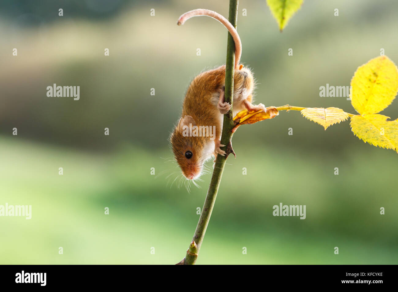 Souris d'eurasie sur une usine de Wild rose Banque D'Images