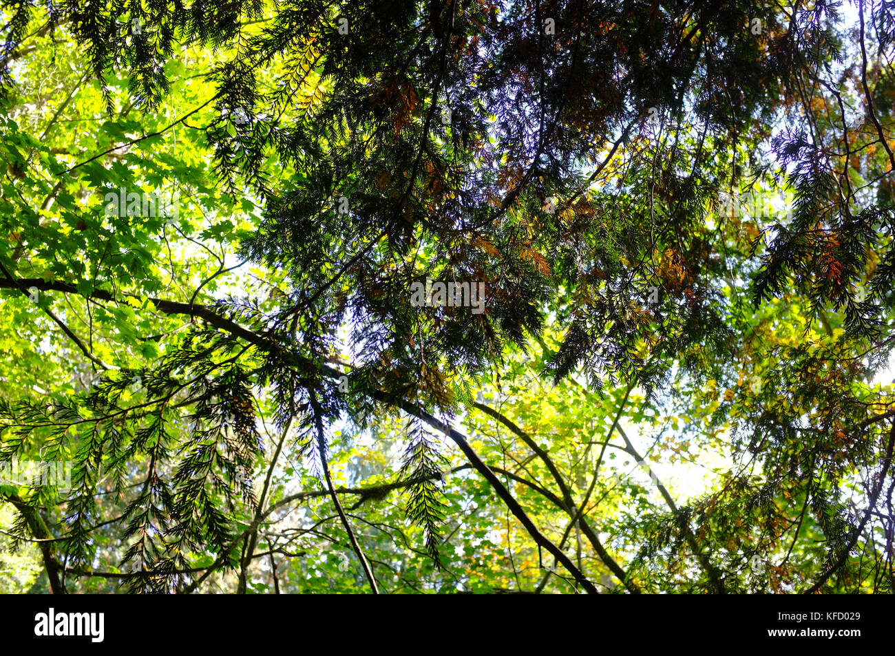Le couvert forestier dans la réserve naturelle de la vallée Lynn à Vancouver. Banque D'Images
