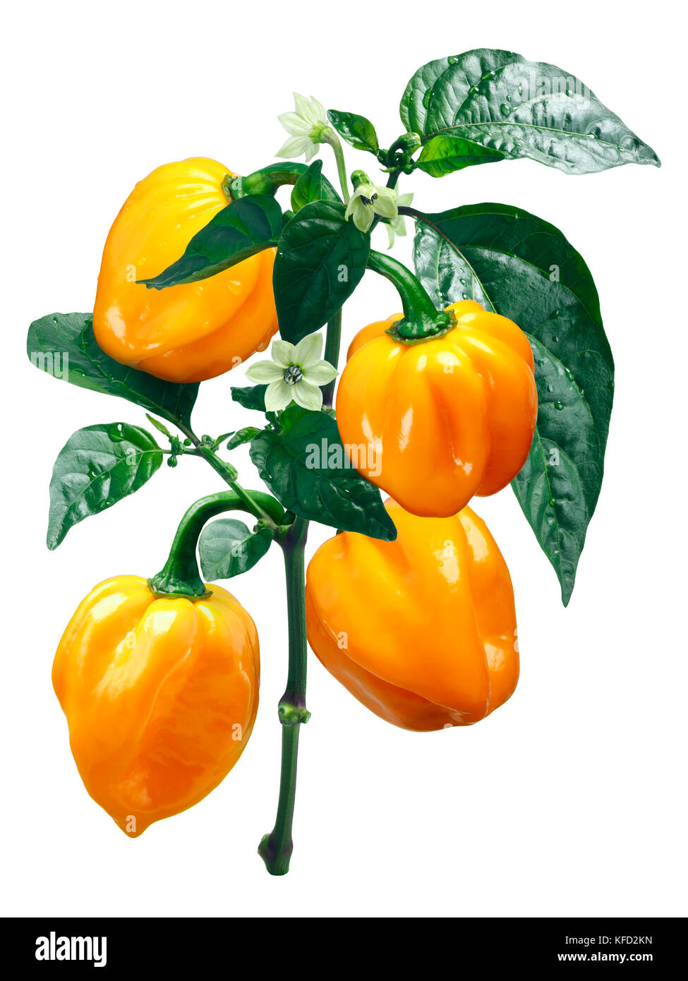 Numex habanero orange suave de piment (Capsicum chinense), plante aux fleurs et gousses chemin de détourage. Banque D'Images