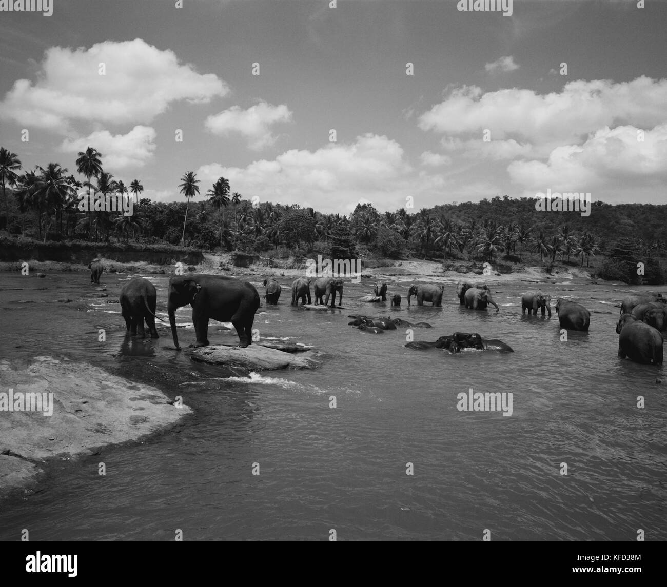 SRI LANKA, l'Asie, troupeau d'éléphant dans la rivière Peril (B&W) Banque D'Images