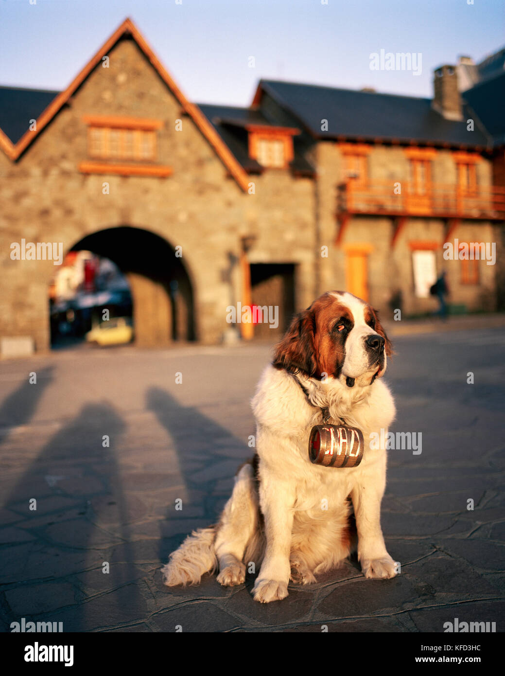 L'Argentine, Bariloche, close-up of dog sitting on street Banque D'Images