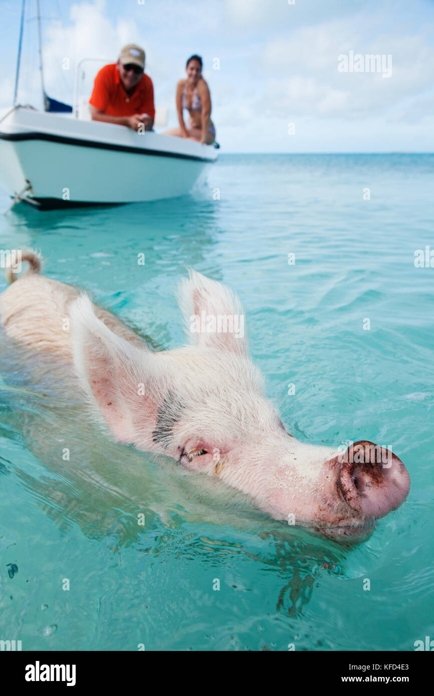 EXUMA, Bahamas. Les porcs de natation à Big Major Cay. Banque D'Images