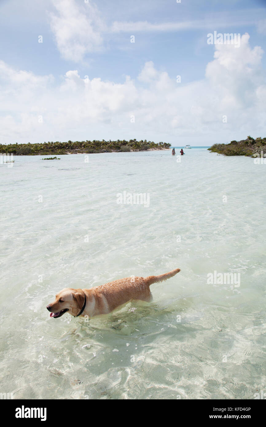 EXUMA, Bahamas. Ruby sur la plage de Compass Cay. Banque D'Images