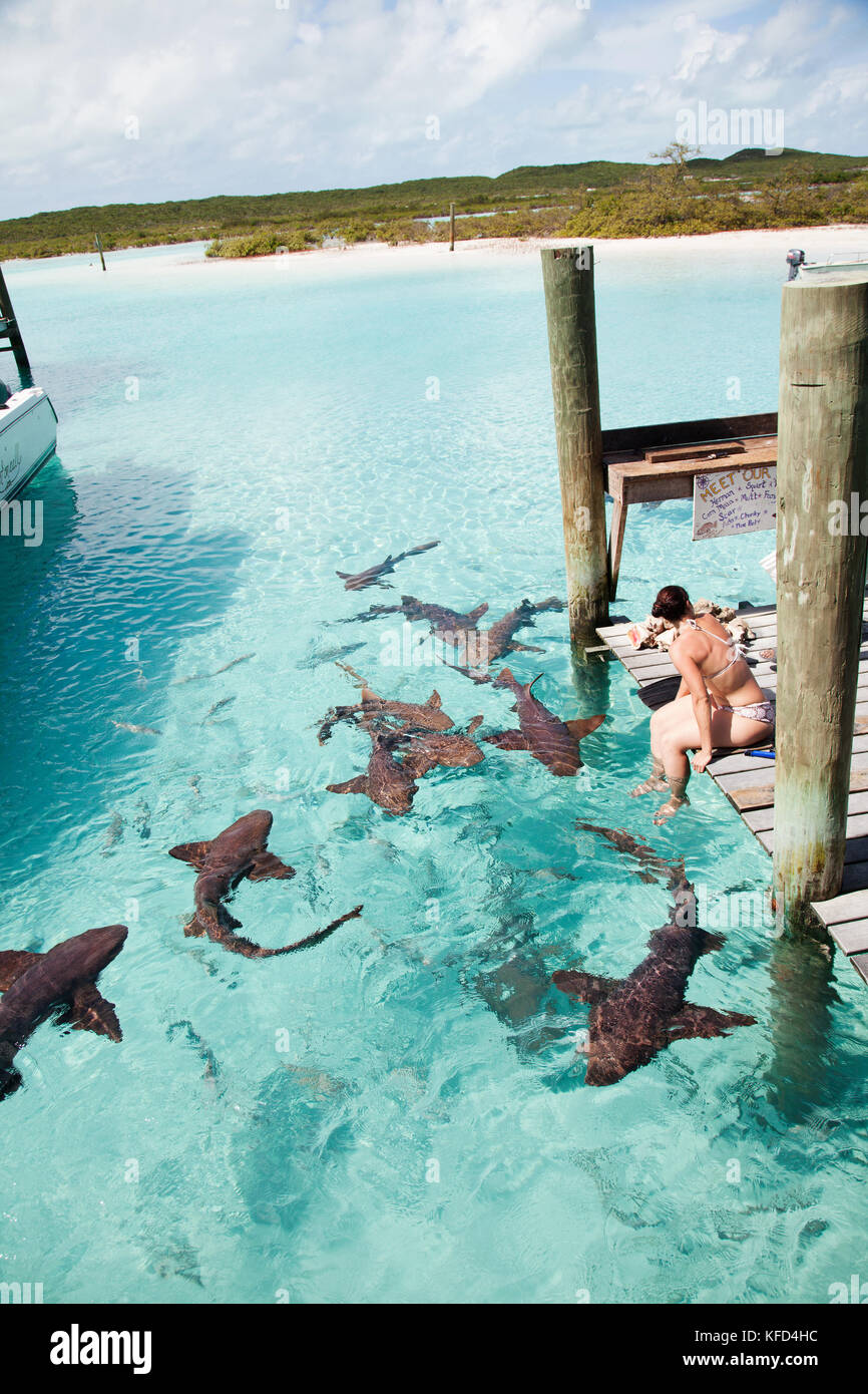 EXUMA, Bahamas. Nager avec des requins nourrices dociles à la Boussole Cay Marina. Banque D'Images