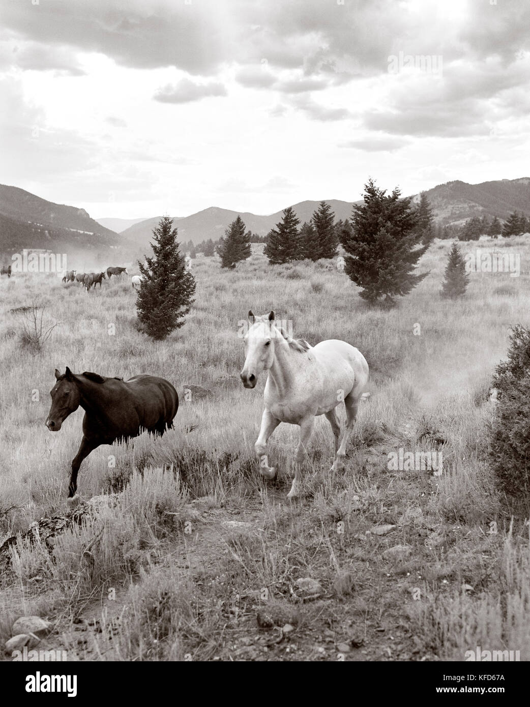 Usa, Montana, chevaux qui courent en pâturage, Gallatin National forest, emigrant Banque D'Images