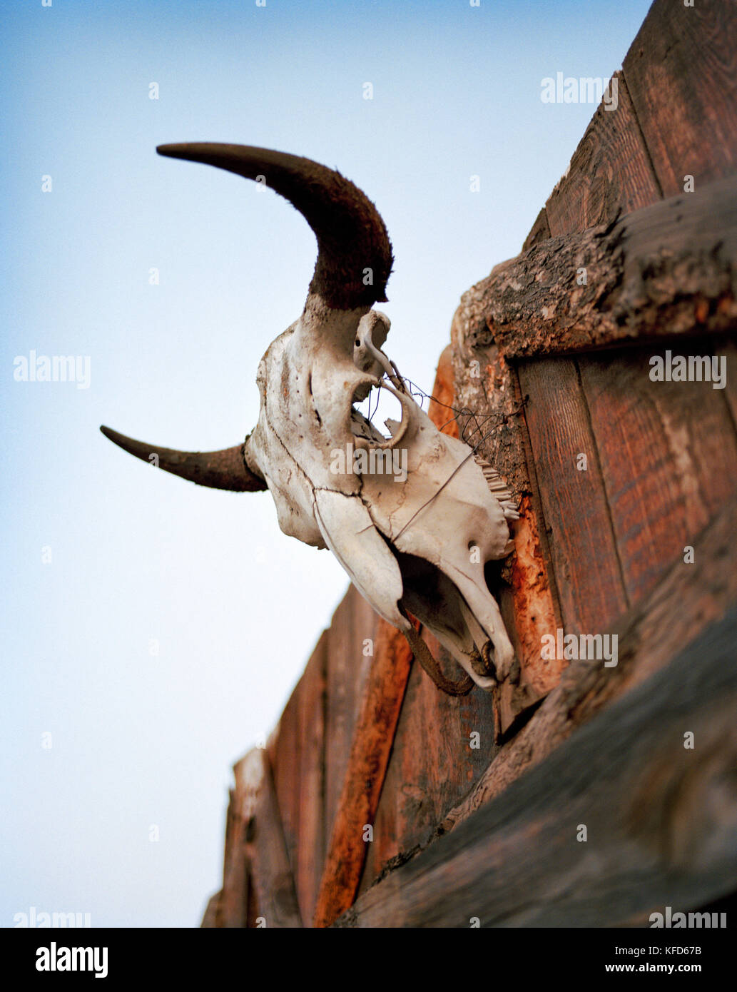 Usa, Montana, bull skull au-dessus d'une porte de grange, sky mountain guest ranch Banque D'Images