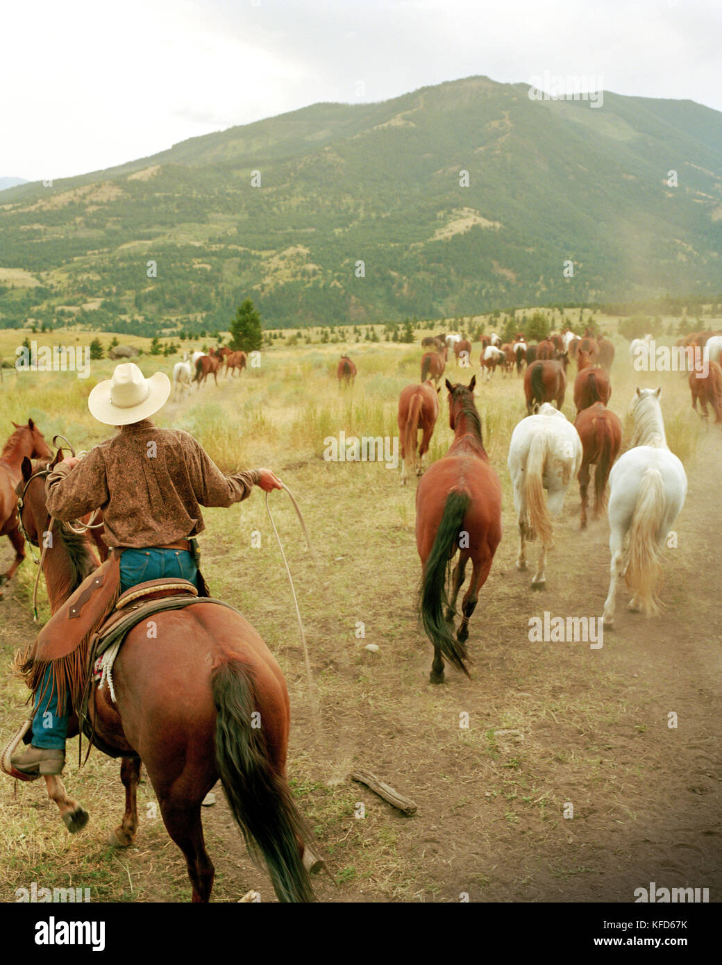 Usa, Montana, wrangler laissant les chevaux au pâturage, Gallatin National forest, emigrant Banque D'Images