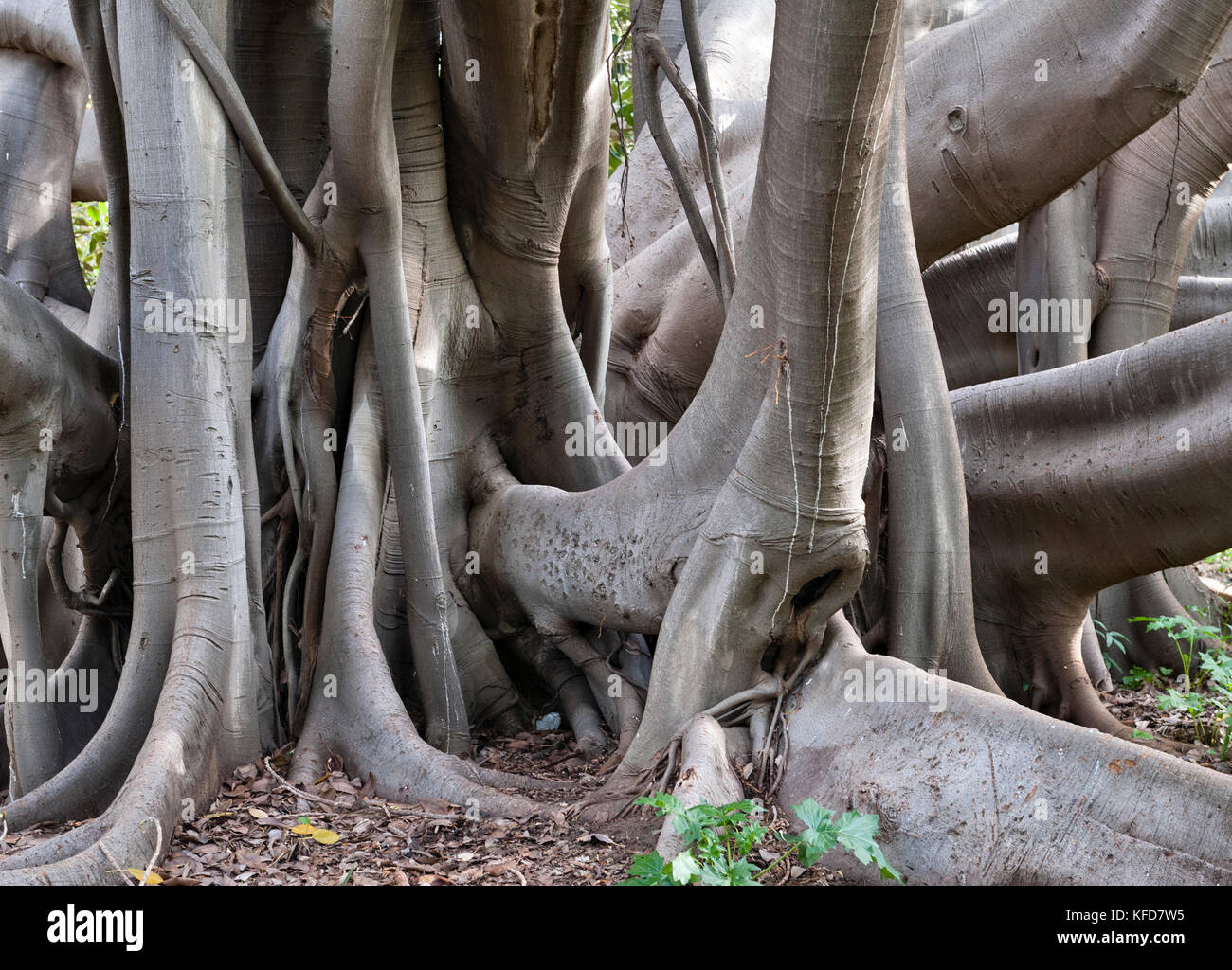 Palerme, Sicile, Italie. Le 19c Villa Malfitano Whitaker a un beau jardin dont cette Moreton Bay fig (Ficus macrophylla), ou d'Australie banyan Banque D'Images