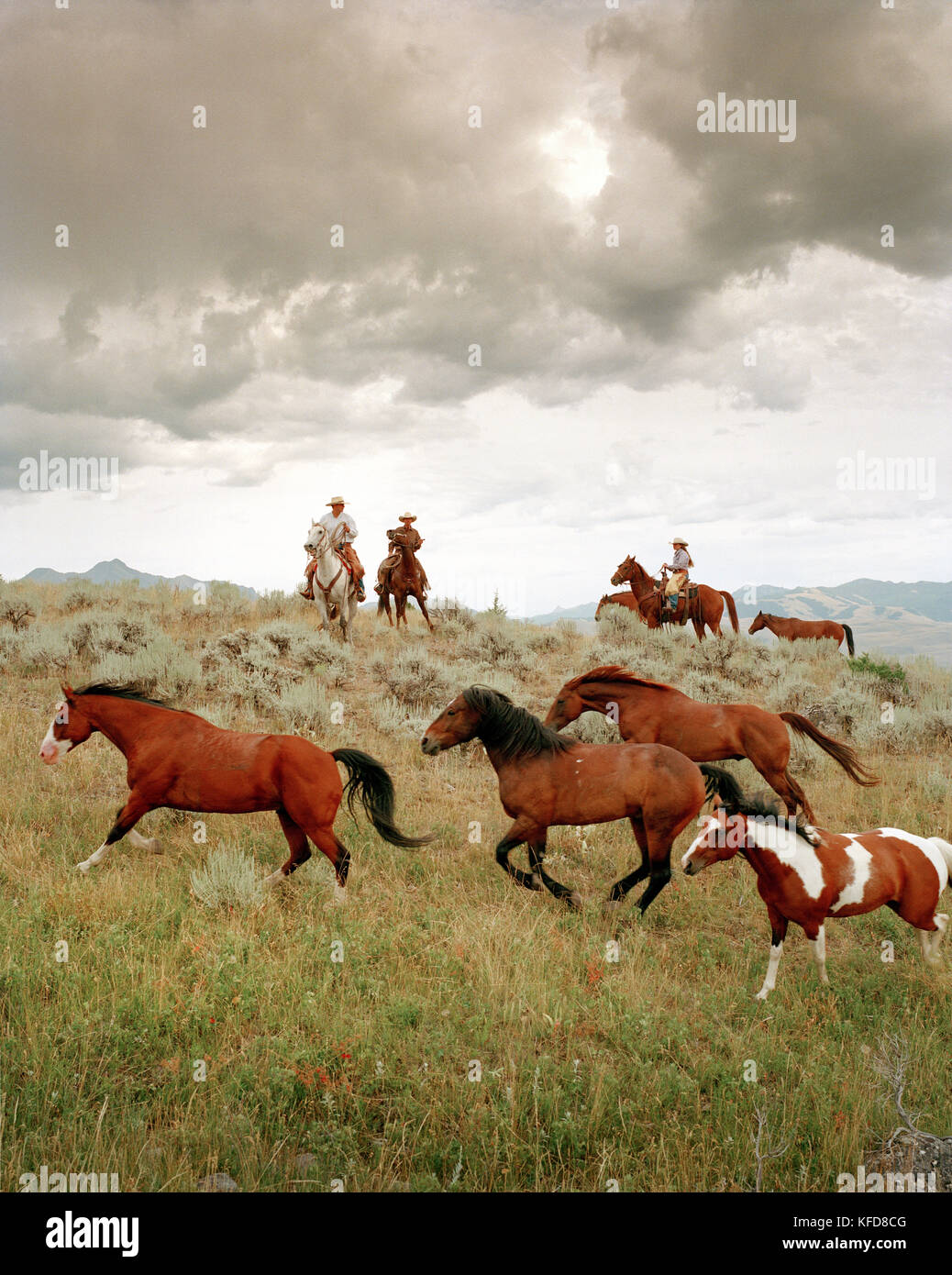États-Unis, Montana, chevaux de cow-boys au crépuscule, Gallatin National Forest, Emigrant Banque D'Images