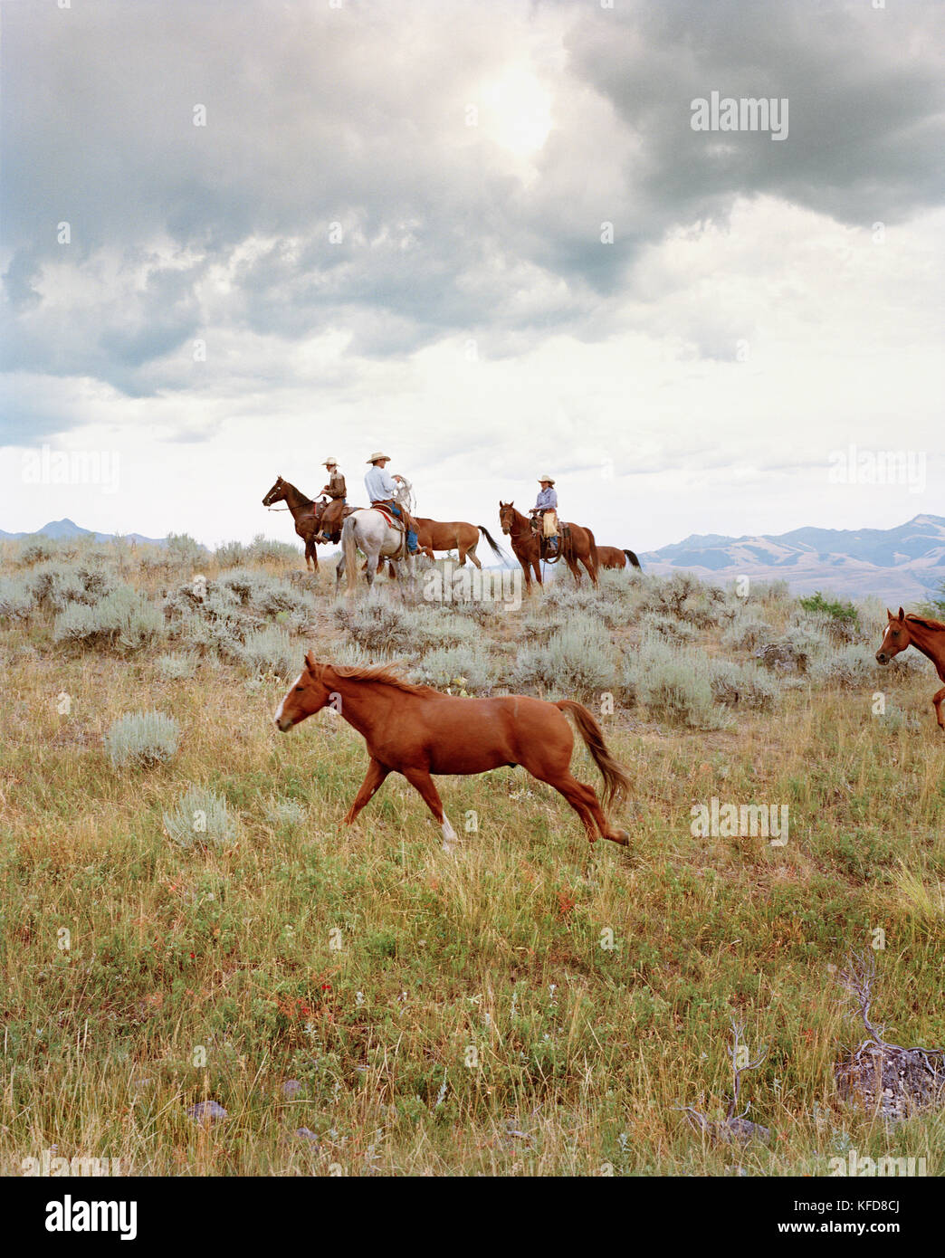 Etats-Unis, Montana, cowboys et cowgirl sur les chevaux, Gallatin National Forest, Emigrant Banque D'Images
